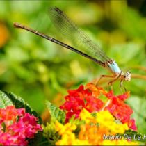 Damsel in De-Stress